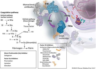 Anticoagulants for atrial fibrillation: from warfarin and DOACs to the promise of factor XI inhibitors